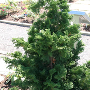 Cypress, Hinoki Compacta #3